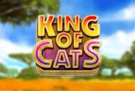 King Of Cats review